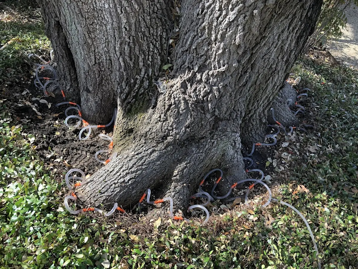Detailed Tree Cabling and Bracing job site in Big Run