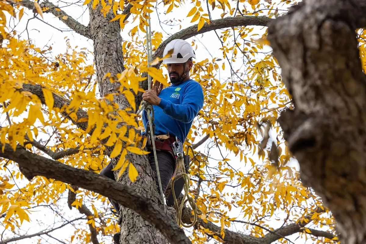 Skilled Tree Trimming crew working in Big Run