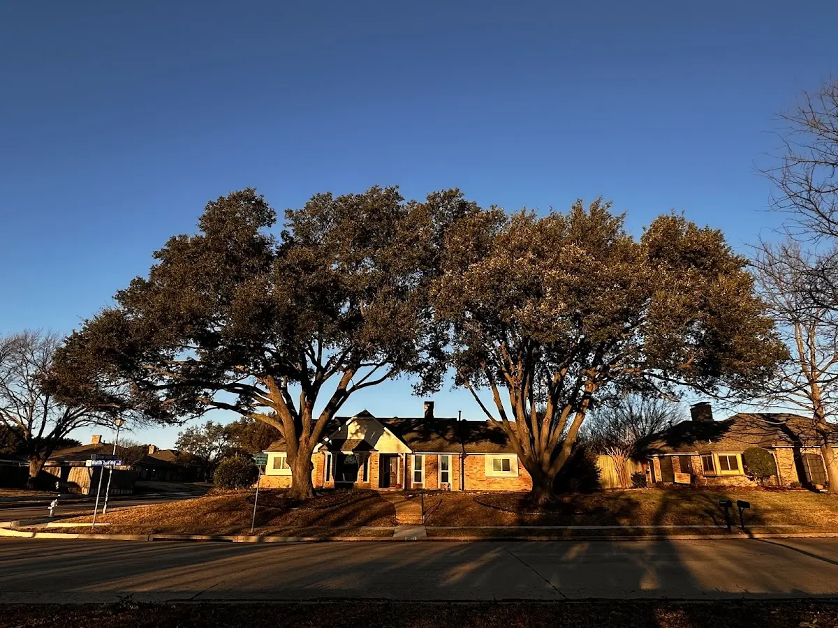 Established residential canopy tree shading a home in Big Run